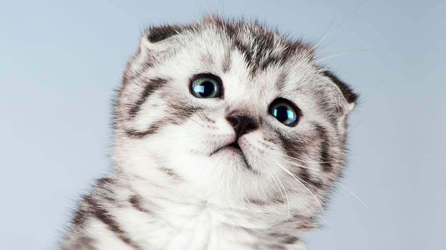 Scottish Fold Kitten (Face, Muzzle)