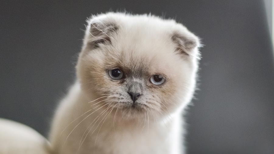 Scottish Fold Kitten (Face, Cream)