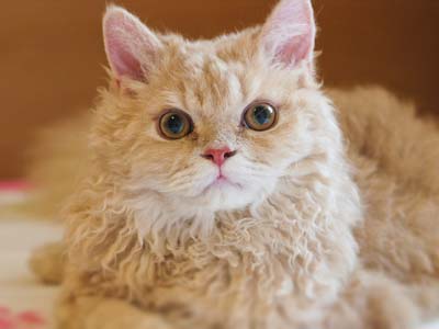 Selkirk Rex