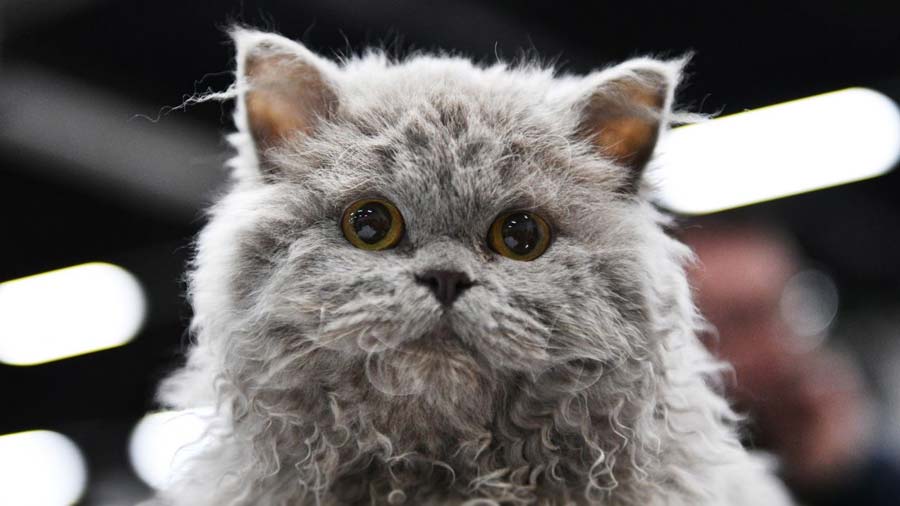 Selkirk Rex (Face, Muzzle)