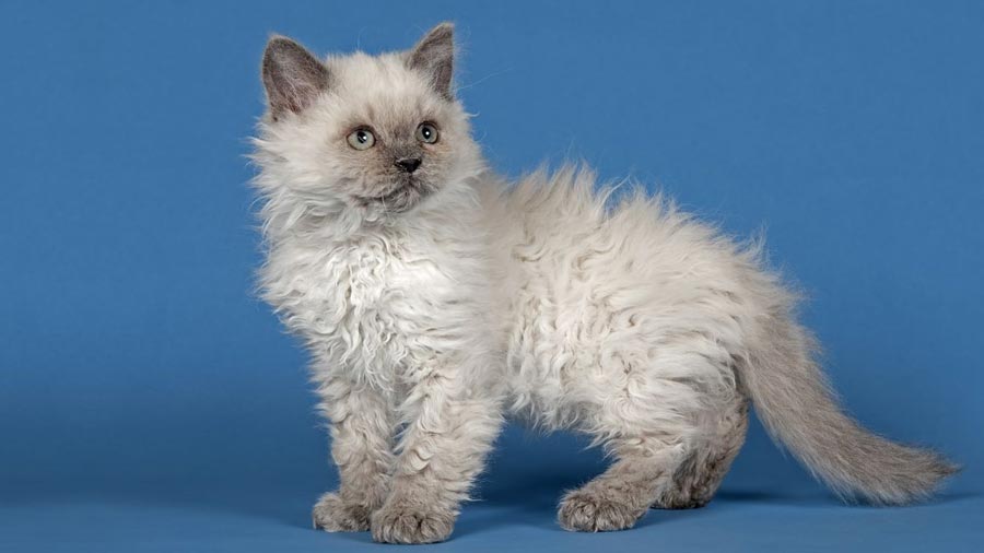 Selkirk Rex Kitten (Standing, Side View)