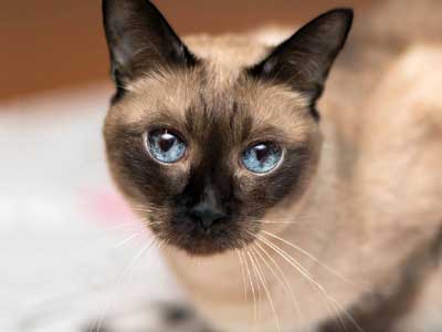 Siamese cat