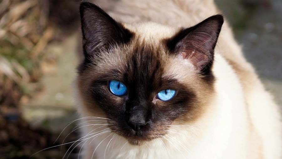 Siamese (Face, Muzzle)