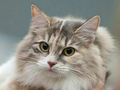 Siberian cat