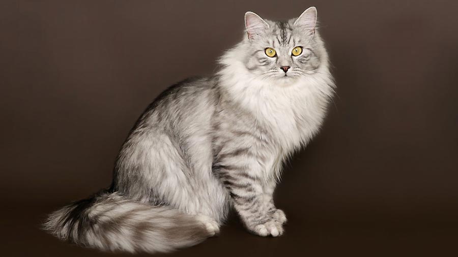 Siberian (Sitting, Side View)