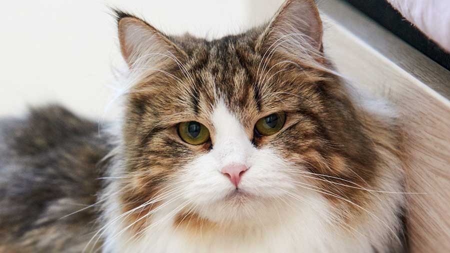 Siberian (Face, Tabby & White)