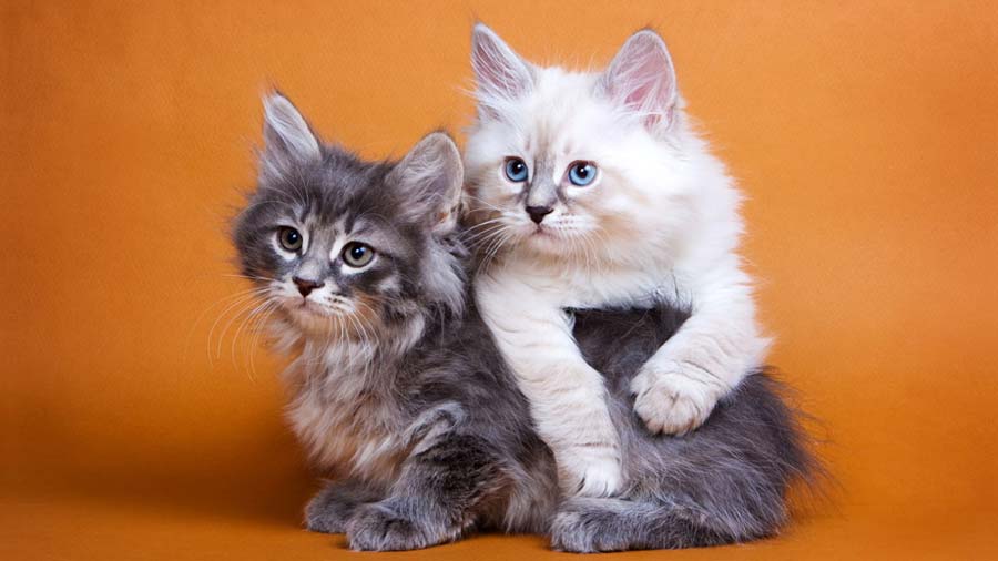 Siberian Kitten (Kittens, Lilac & Fawn )