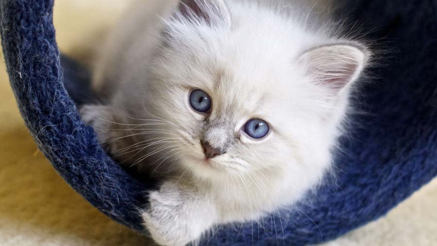Siberian Kitten (Face, Lilac)
