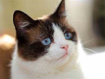 Snowshoe cat