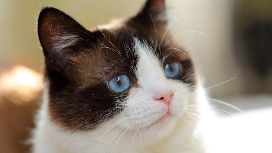 Snowshoe cat - Price, Personality, Lifespan