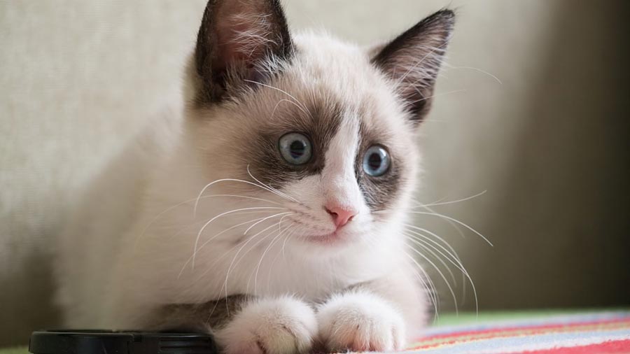 Snowshoe Kitten (Face, Lying)