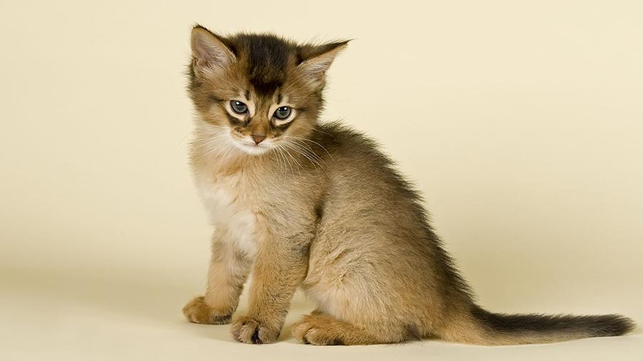 Somali Kitten (Sitting, Side View)