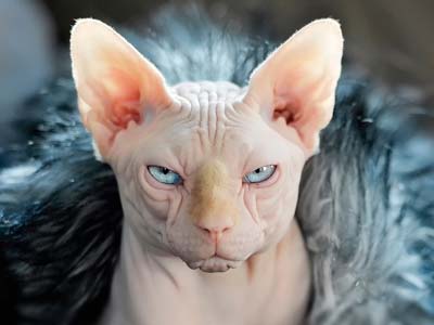 Sphynx