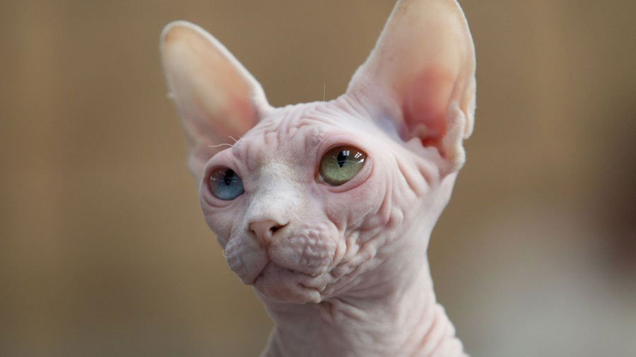 Prices Of Sphynx Cat? 