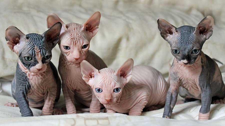 Sphynx Kitten (Kittens, Sitting)