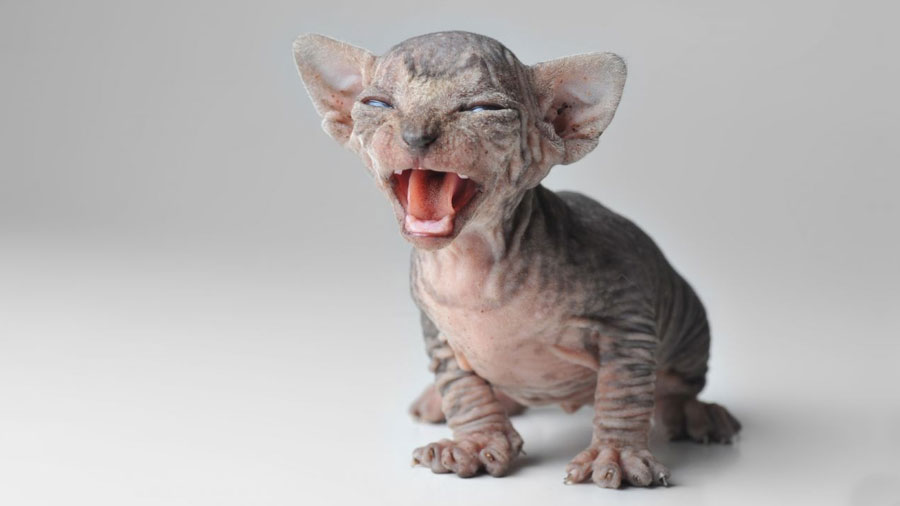 Sphynx Kitten (Face, Sitting)