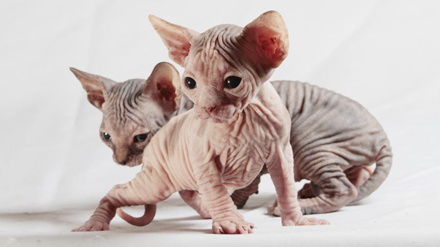 Sphynx Kitten (Kittens, Standing)