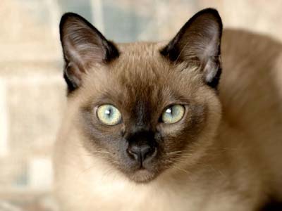 Tonkinese cat