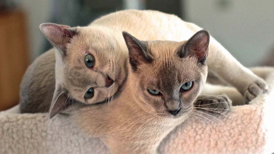 Tonkinese (Lying, Blue & Silver)