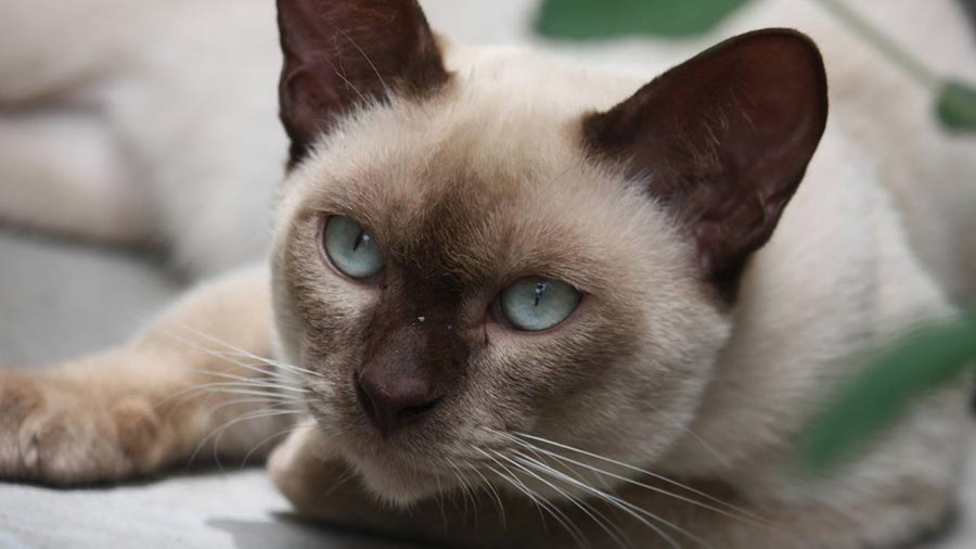 Tonkinese (Lying, Muzzle)