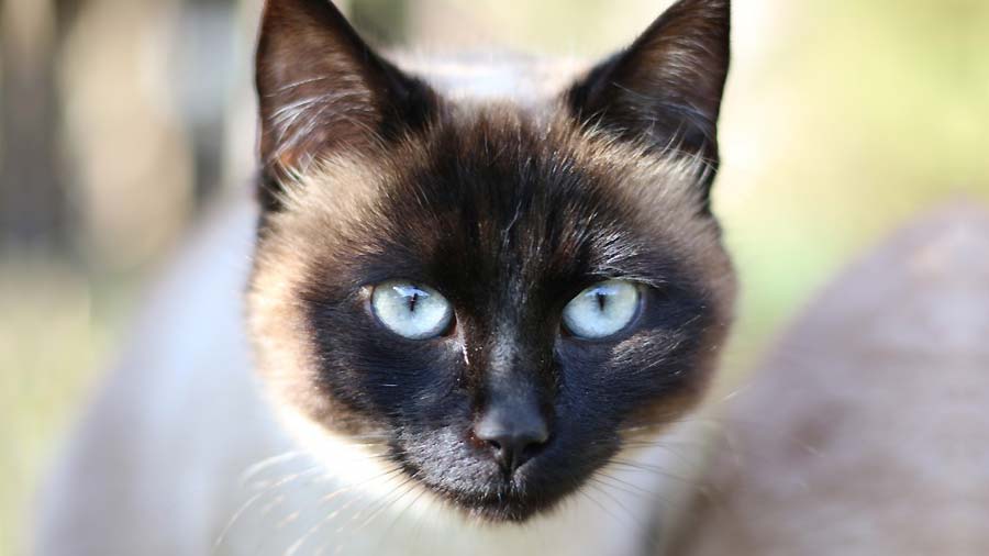 Tonkinese (Face, Muzzle)