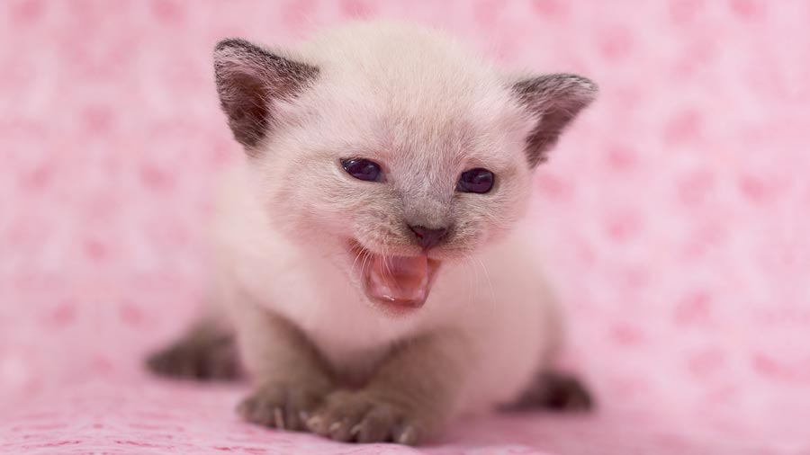 Tonkinese Kitten (Face, Muzzle)