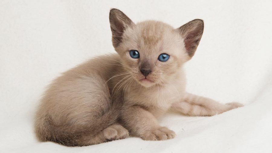 Tonkinese Kitten (Lying, Side View)