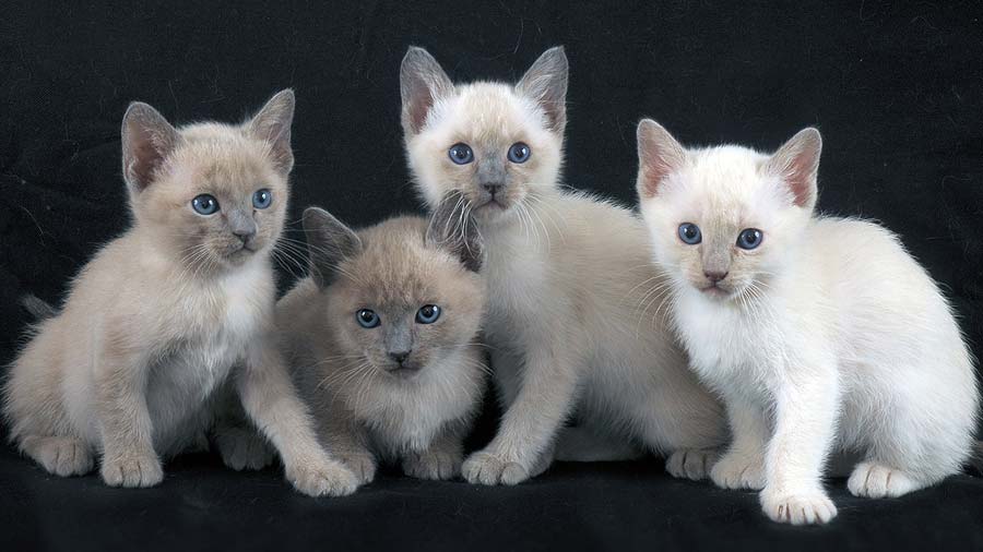 Tonkinese Kitten (Kittens, Sitting)
