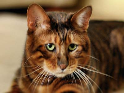 Toyger