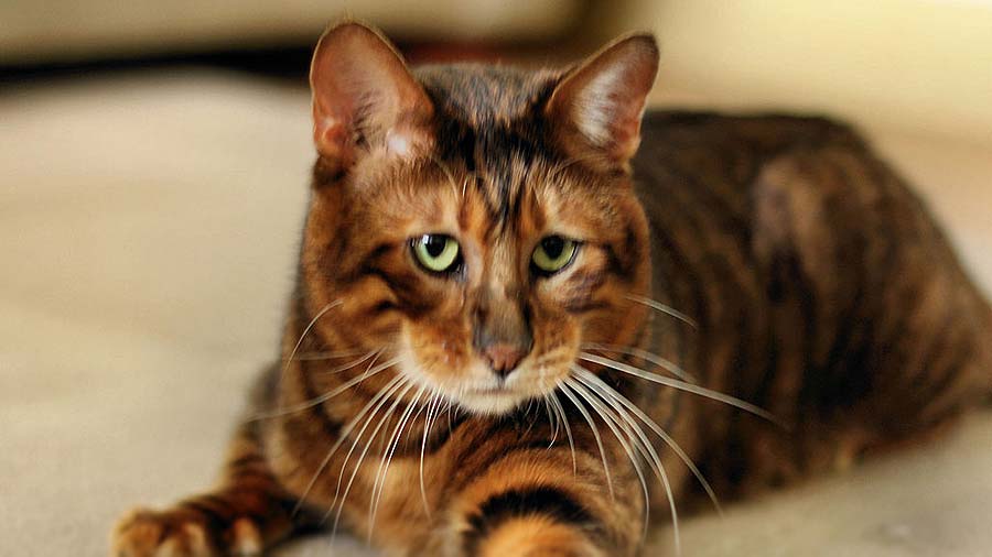 How Much Is A Toyger Cat Worth
