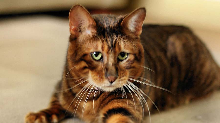 Toyger (Face, Lying)