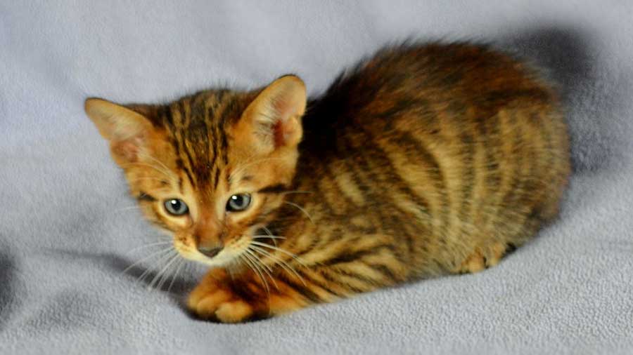 Toyger Kitten (Lying, Side View)