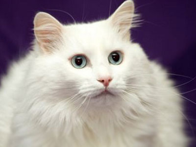 Turkish Angora