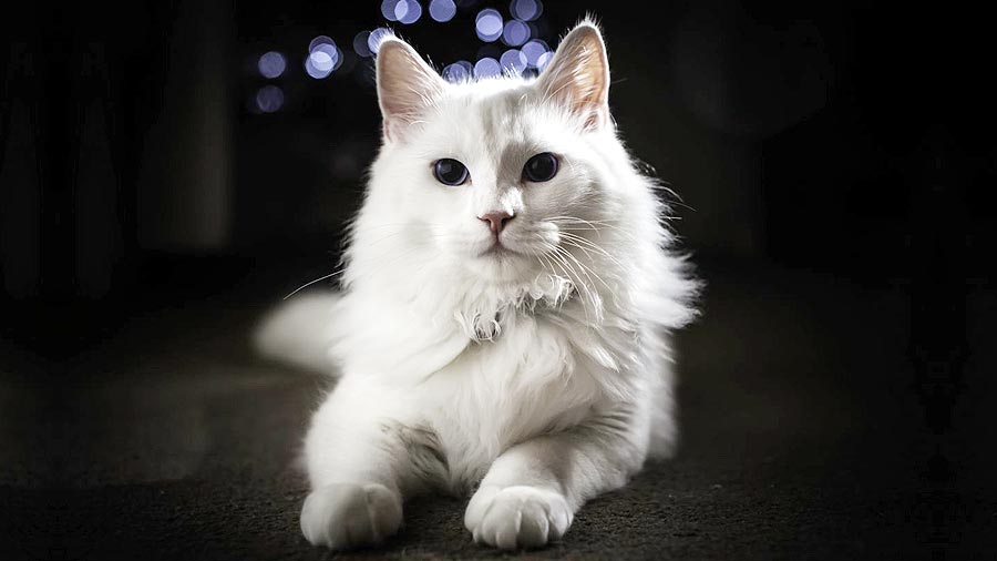 Turkish Angora (Lying, White)