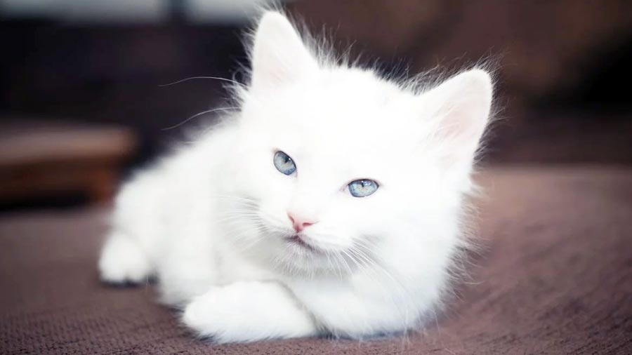 Turkish Angora Kitten (Lying, White)