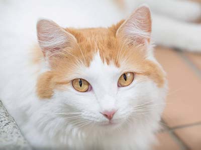 Turkish Van