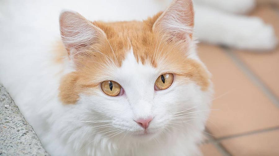 Turkish Van (Face, White & Brown)