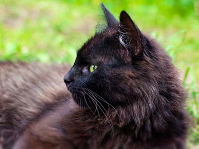 Black Cat Breeds, Fluffy Black Cats